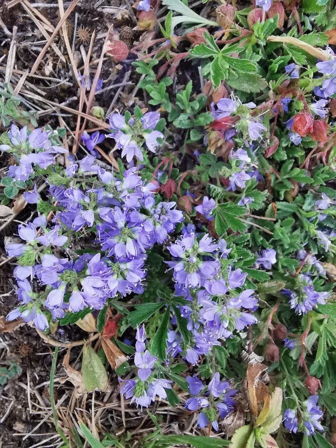 Veronica prostrata leaf