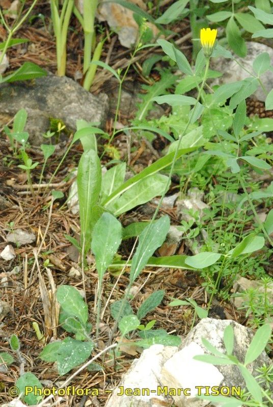 Hieracium atropictum habit