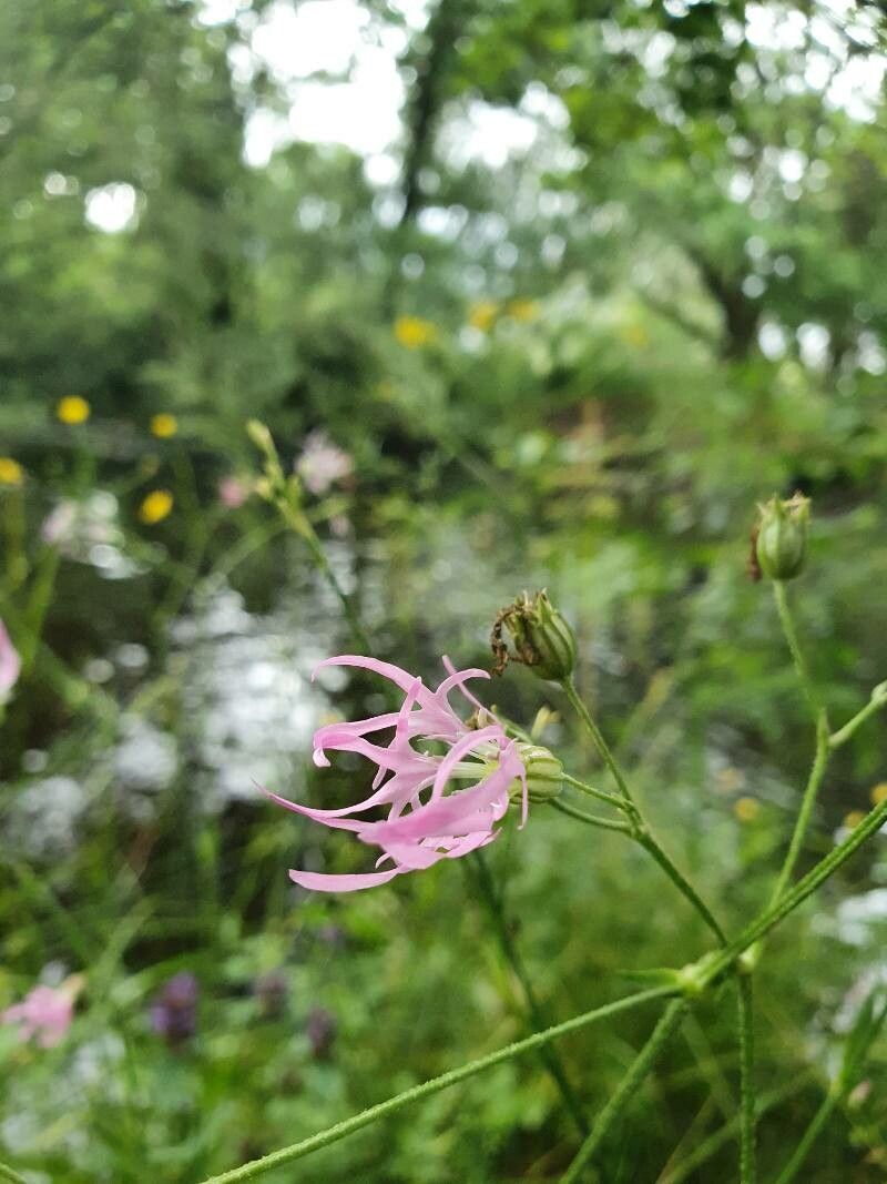 Dianthus superbus fruit