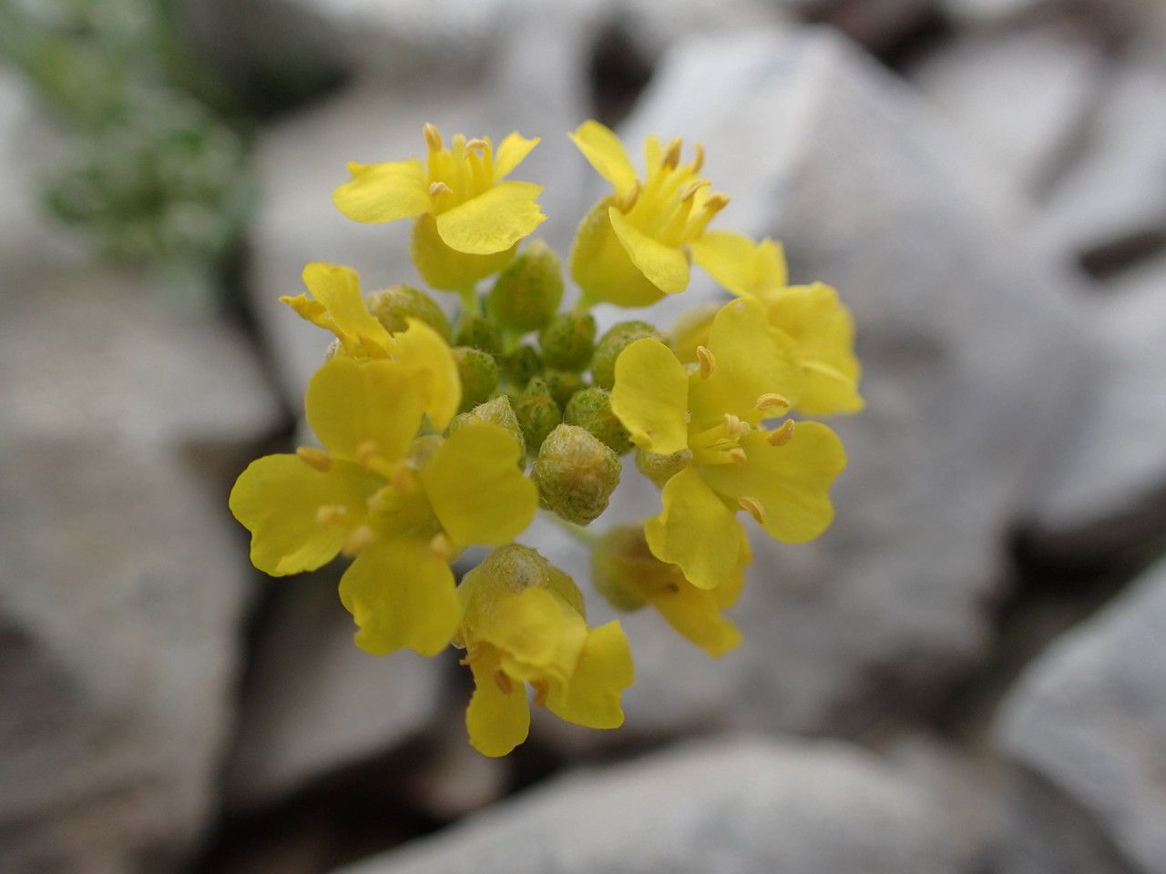 Alyssum flexicaule flower