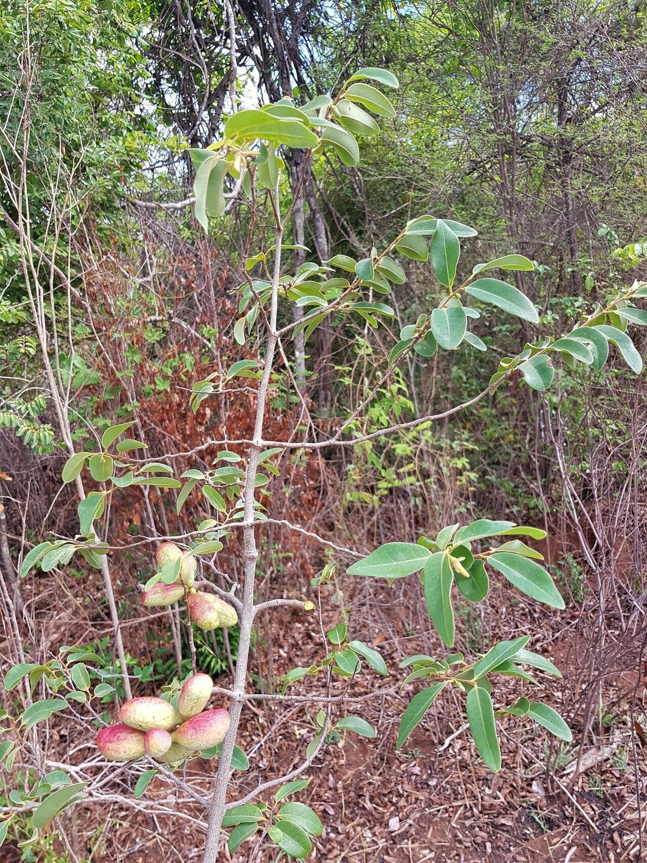Xylopia bemarivensis habit