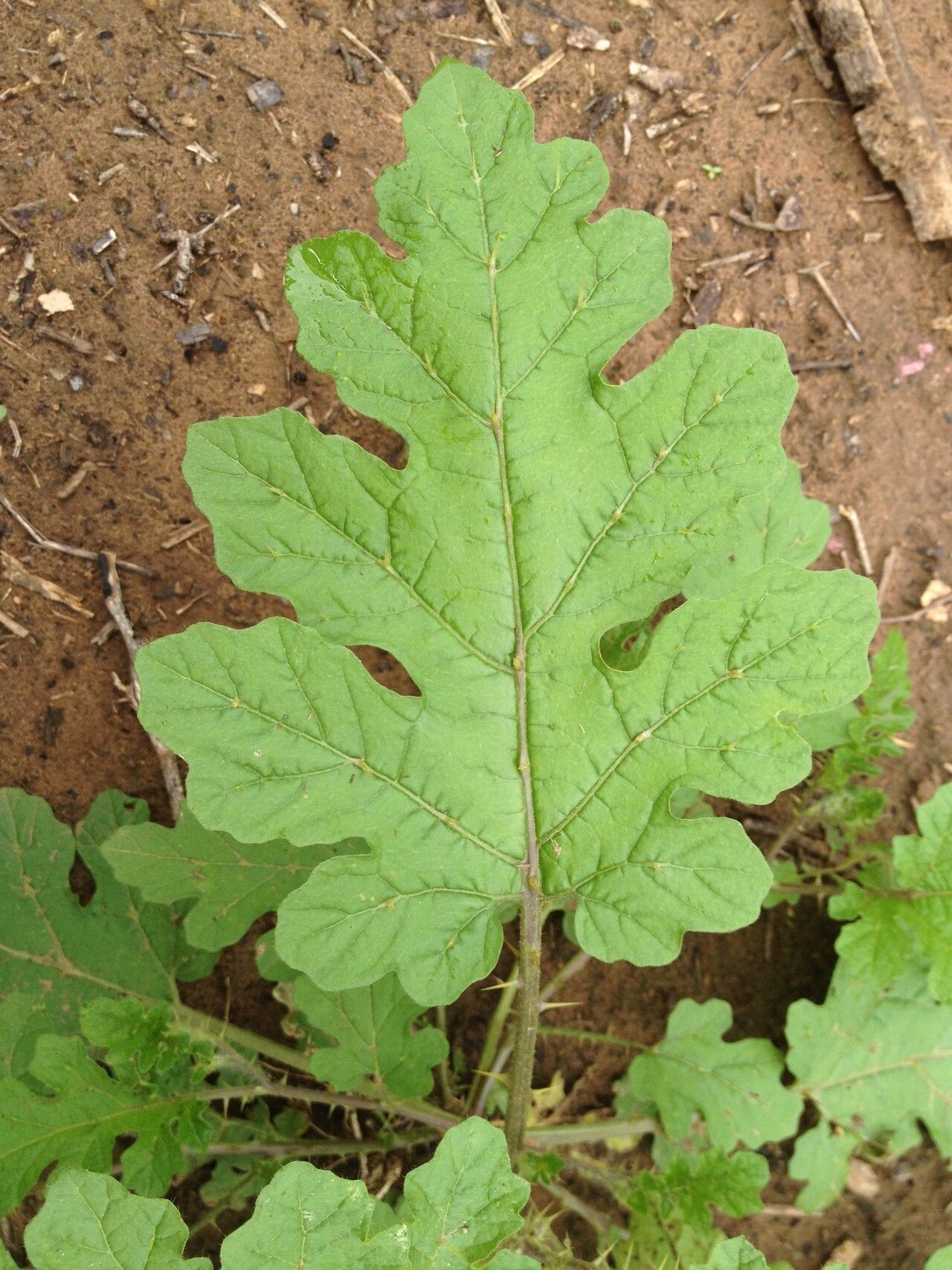 Solanum hieronymi — houseplant care guide