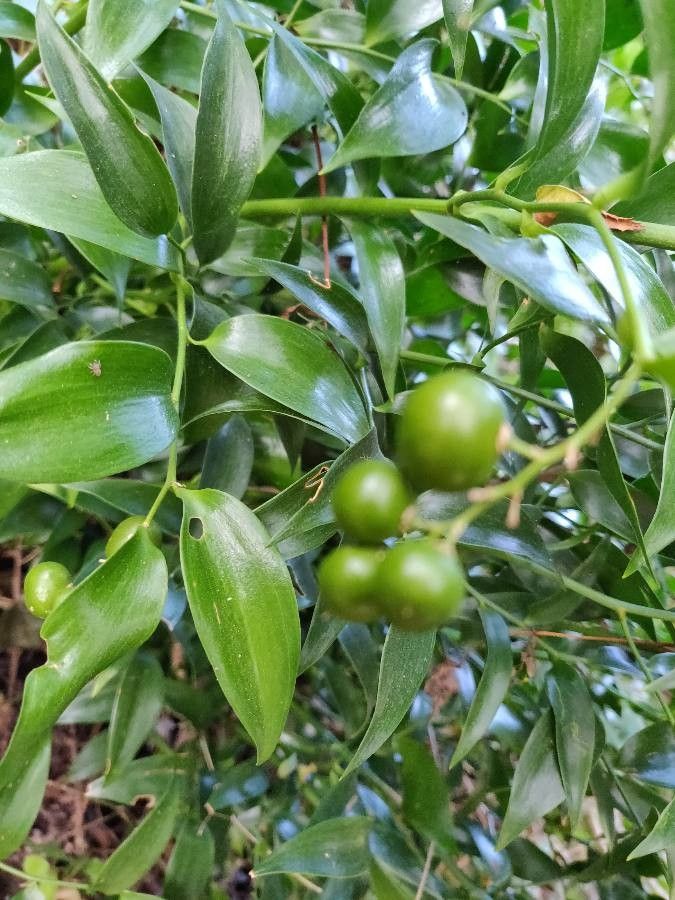 Asparagus asparagoides fruit
