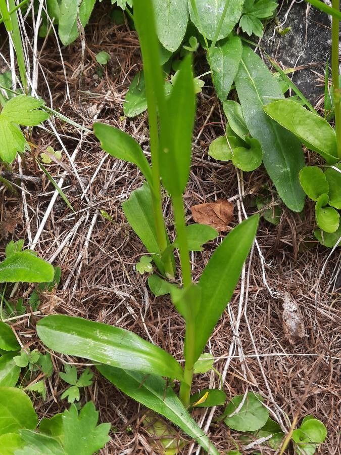 Pseudorchis albida leaf