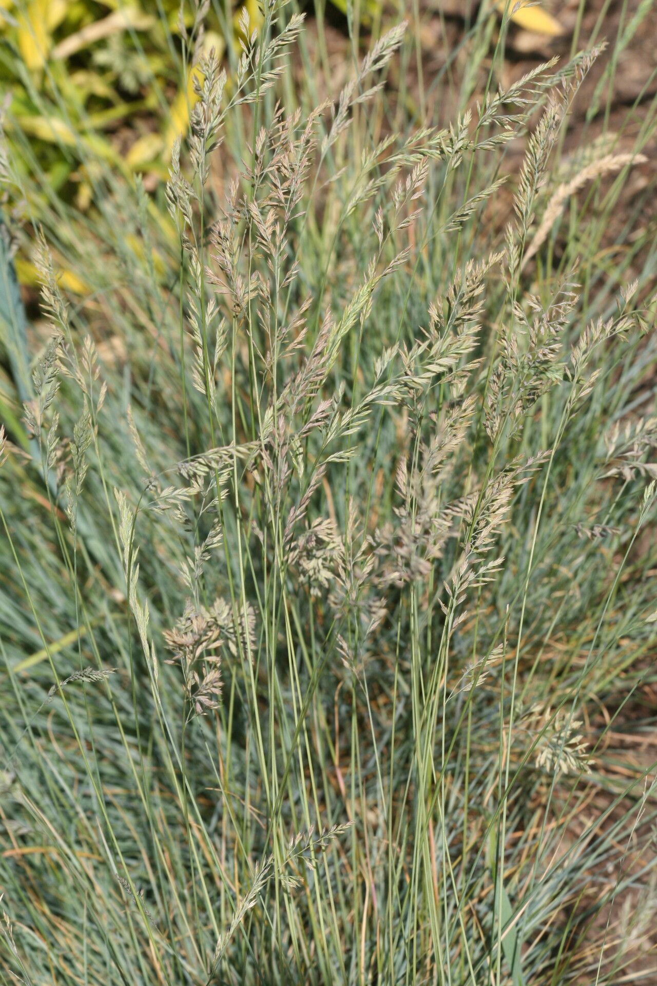 Festuca circummediterranea flower