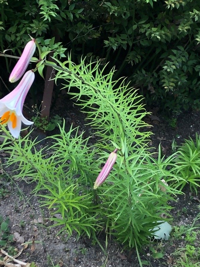 Lilium regale — search result for 'Liliaceae'