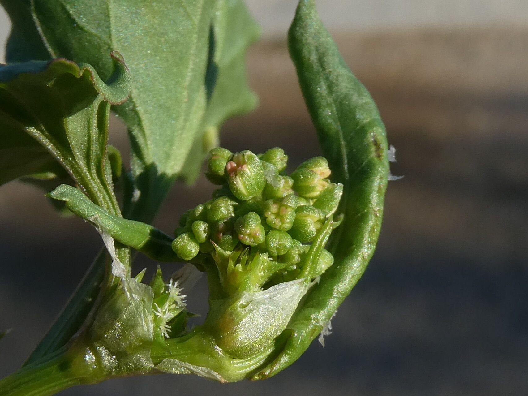 Rumex spinosus flower