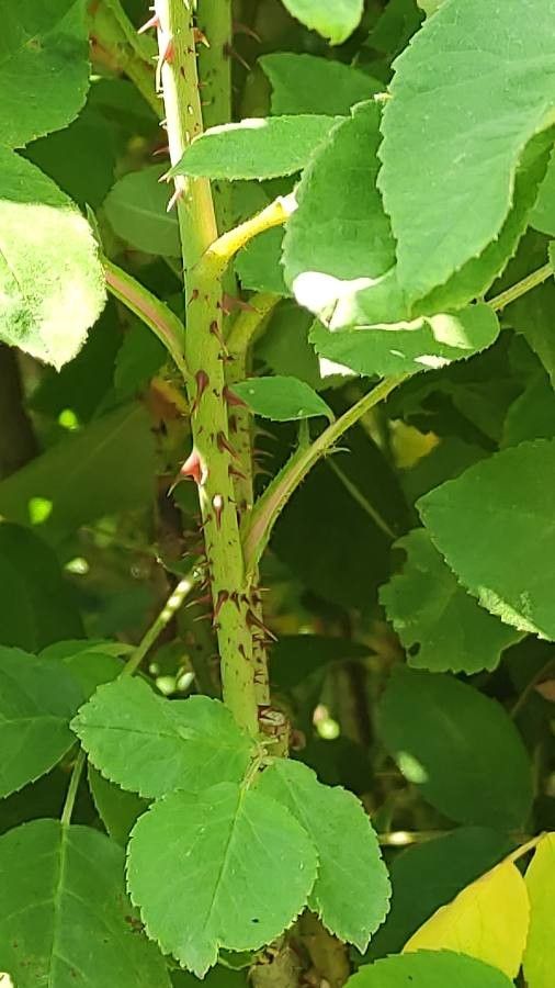 Rosa × damascena bark