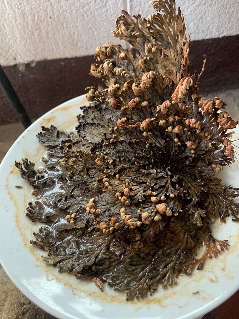 Selaginella lepidophylla other