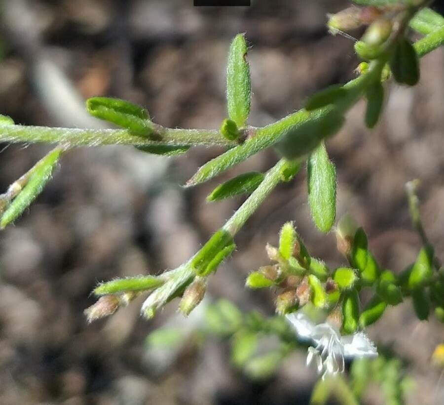 Pomaderris amoena — related species from the same genus