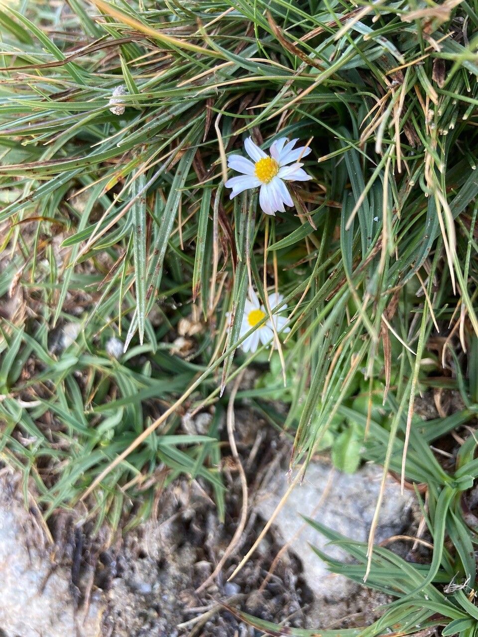 Bellis bernardi flower