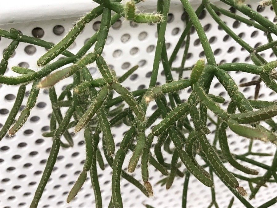 Rhipsalis burchellii leaf