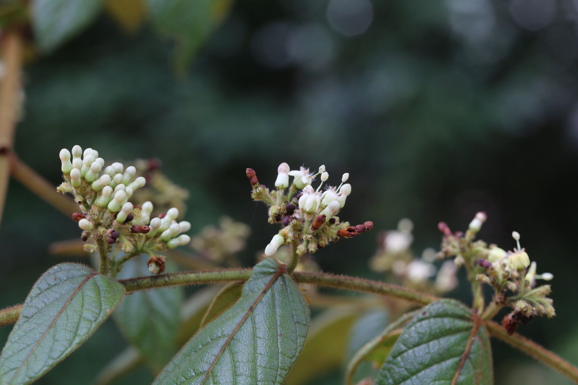 Keetia gueinzii flower