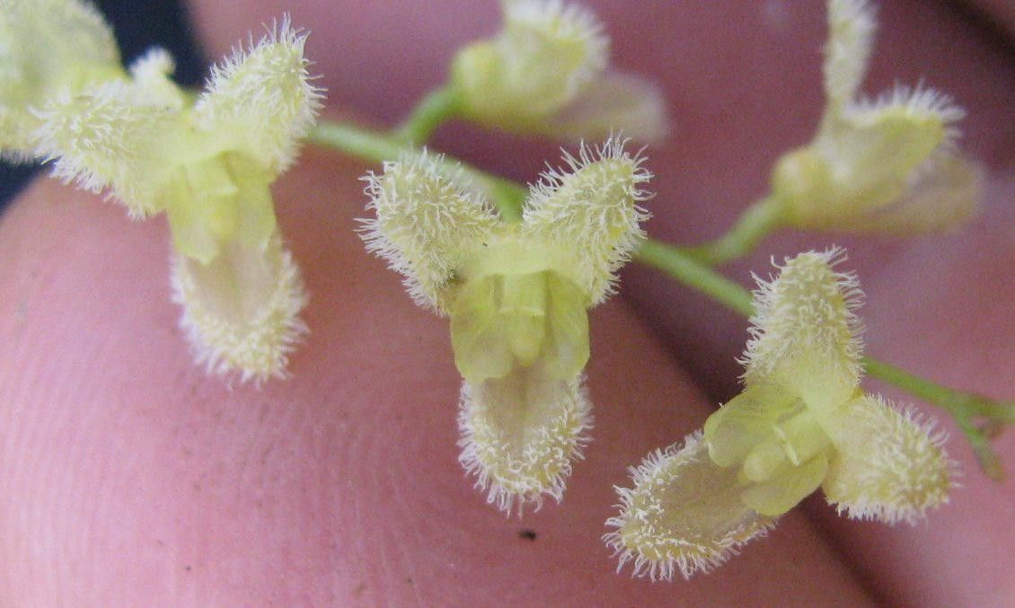 Stelis gelida — houseplant care guide