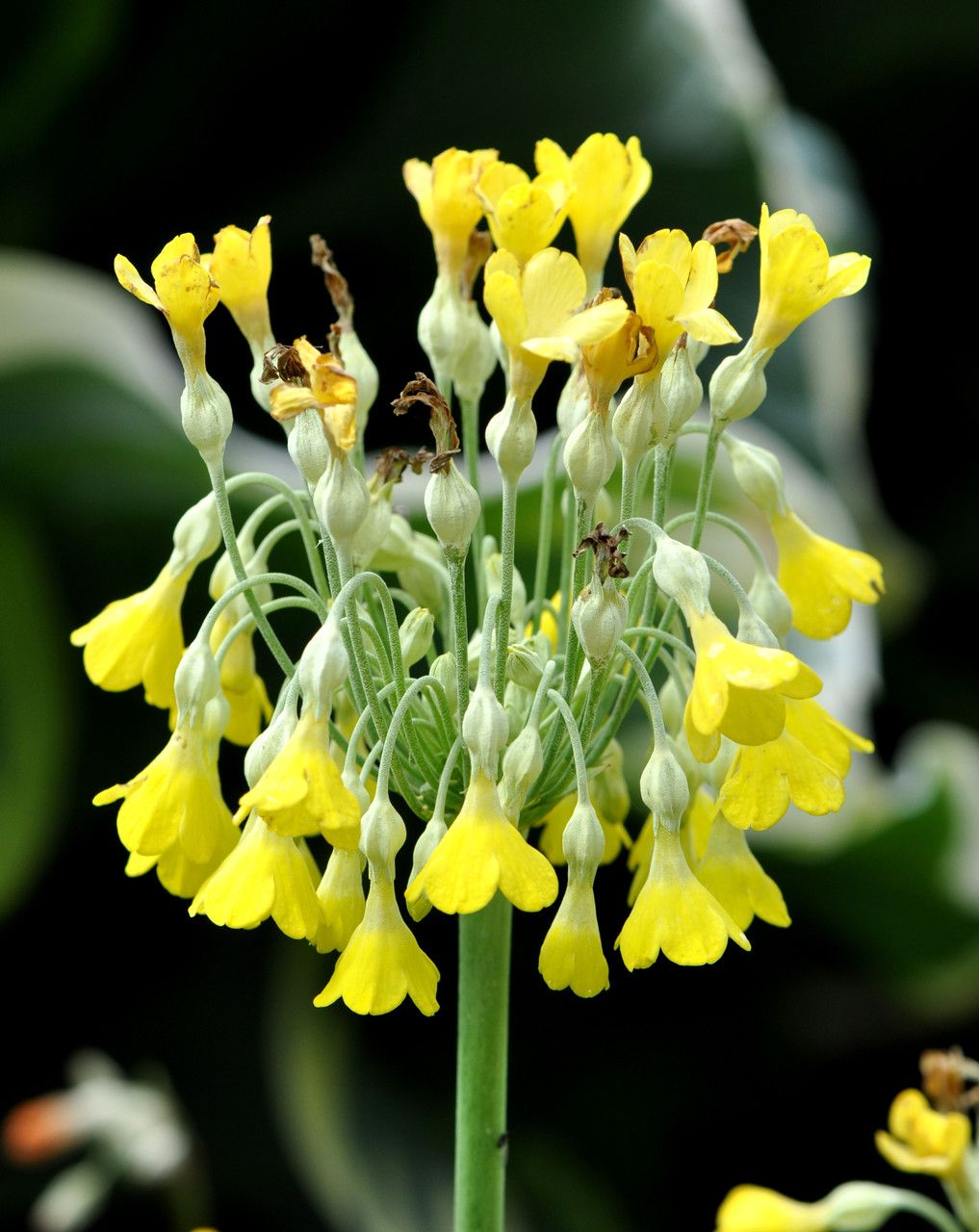 Primula florindae flower