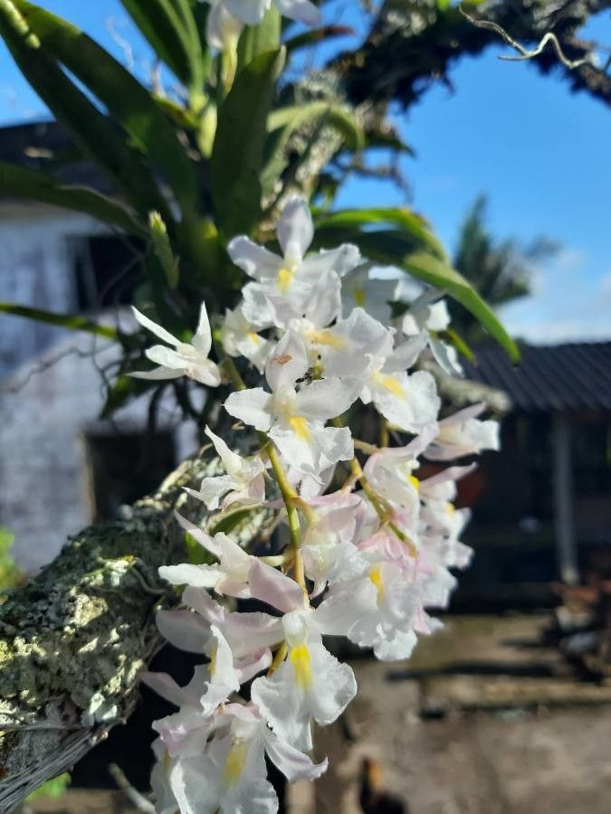 Rodriguezia venusta flower