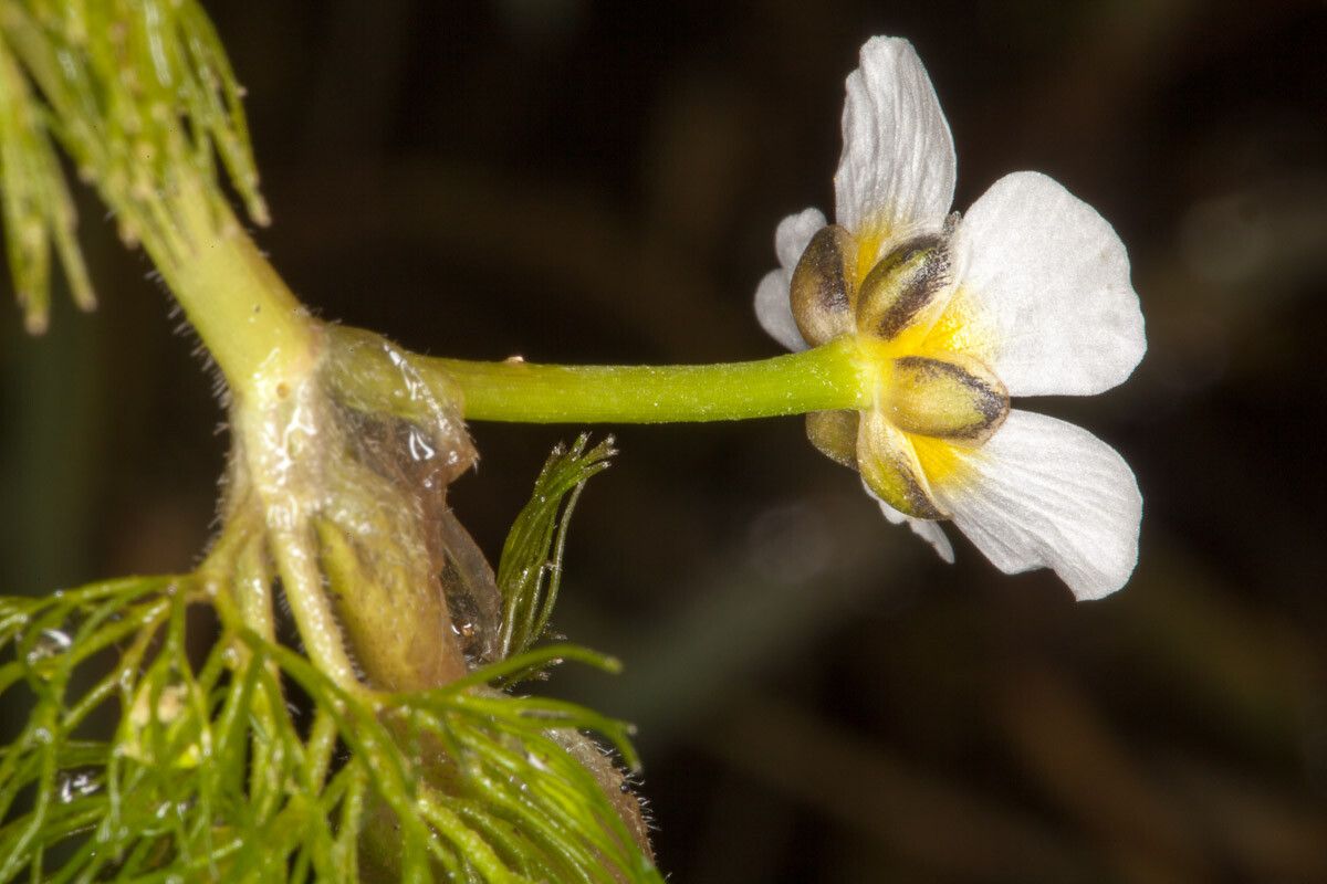 Ranunculus circinatus bark