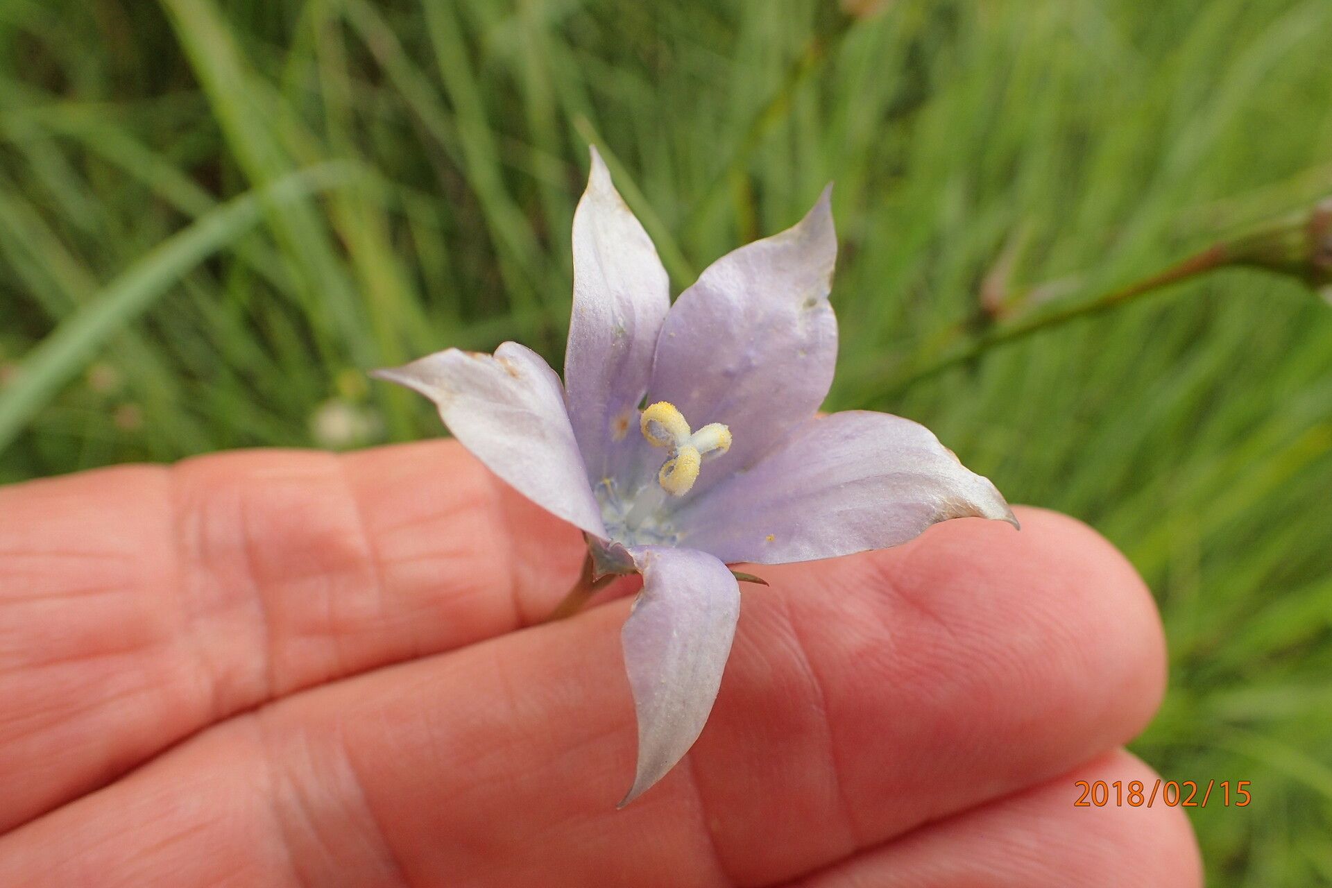 Wahlenbergia krebsii flower