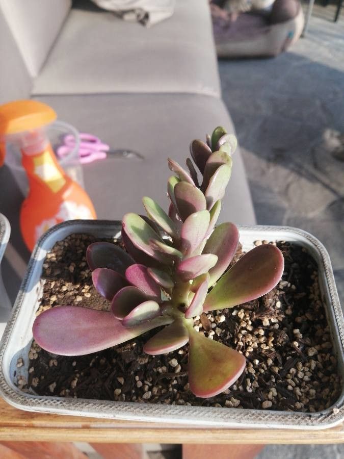 Kleinia petraea leaf