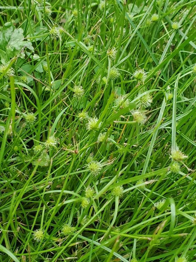 Carex cryptolepis — search result for 'Southeastern Canada'
