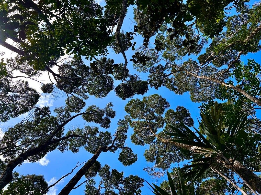 Nothofagus aequilateralis — related species from the same genus