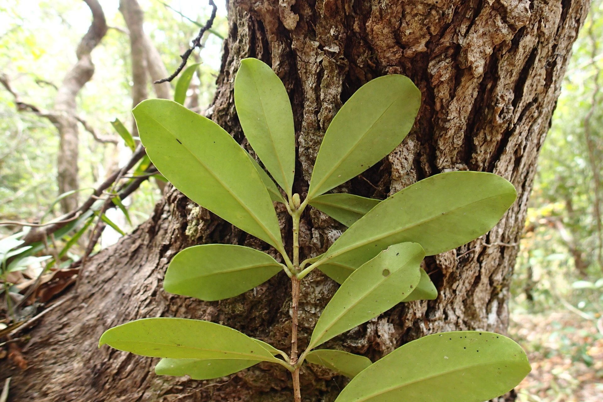Metrosideros elegans leaf