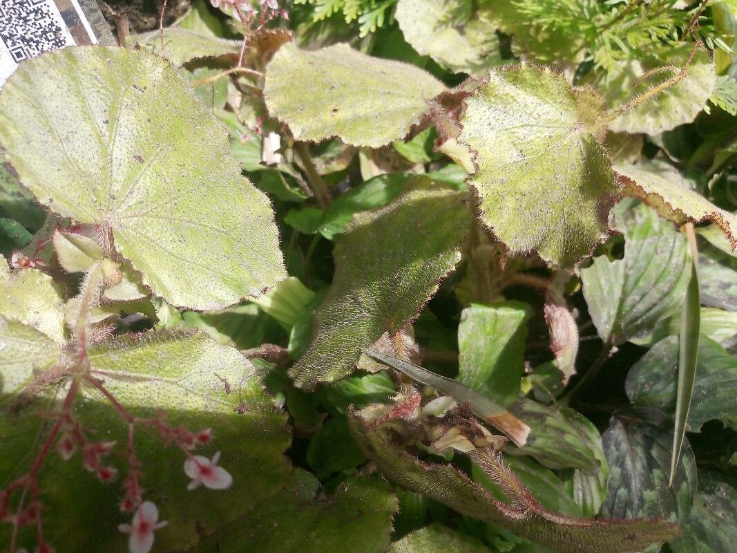 Begonia postarii — houseplant care guide