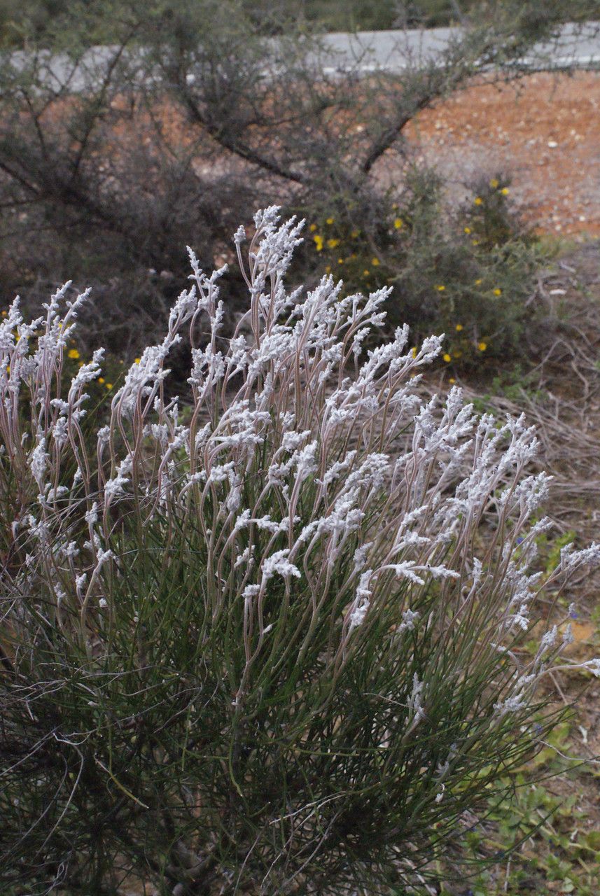 Conospermum stoechadis habit