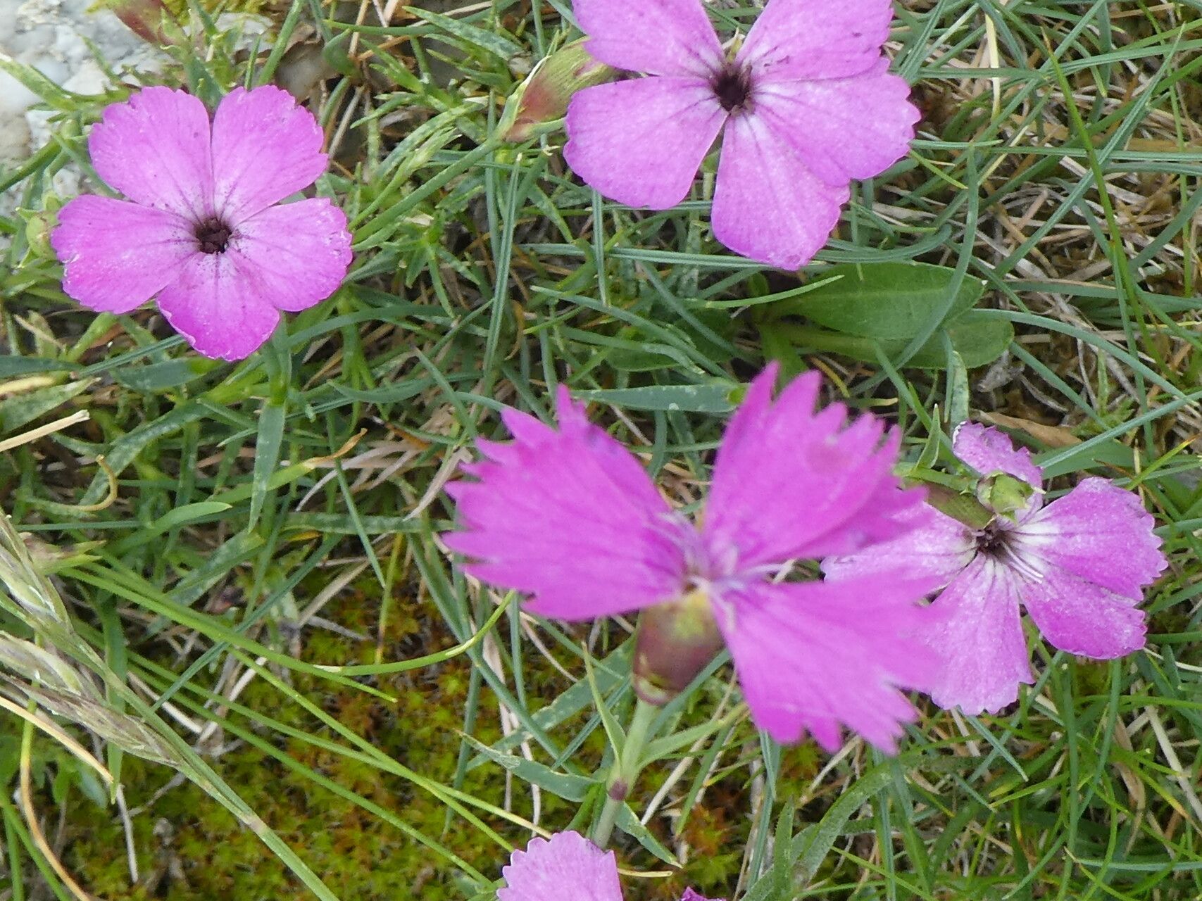 Dianthus multiceps flower