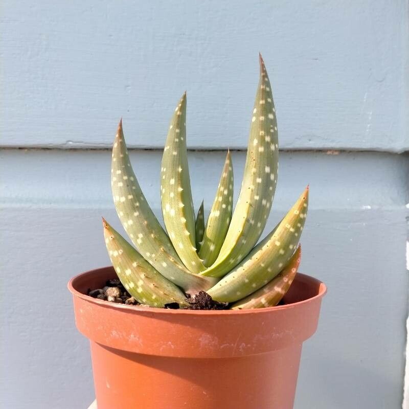 Aloe gariepensis leaf