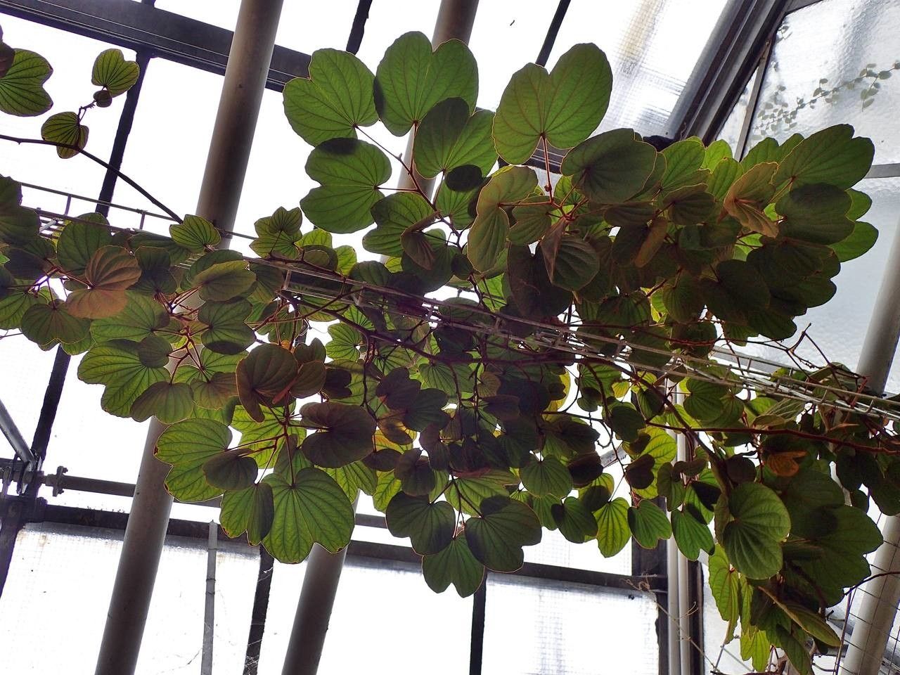 Bauhinia semibifida habit
