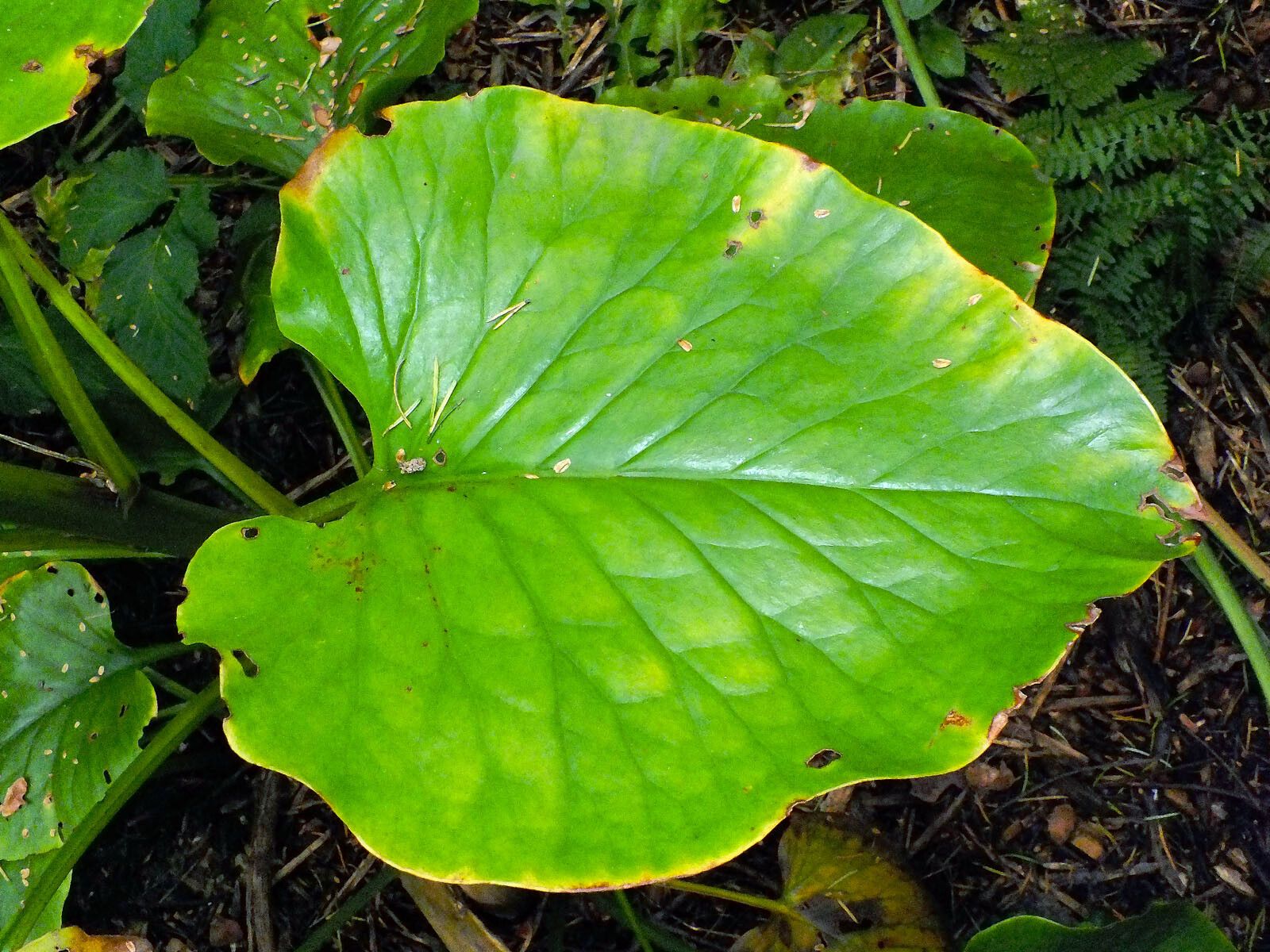Cardiocrinum giganteum — large blooms houseplant