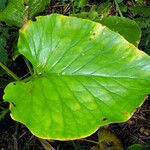 Cardiocrinum giganteum