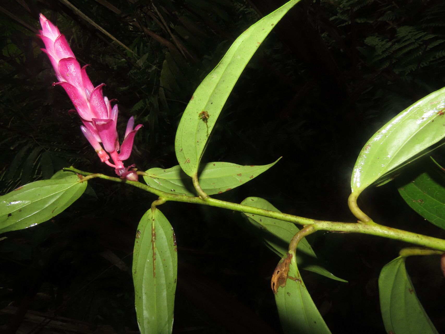 Cavendishia atroviolacea — related species from the same genus