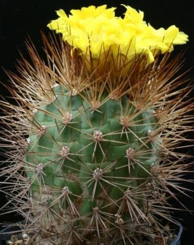 Rebutia fidaiana flower