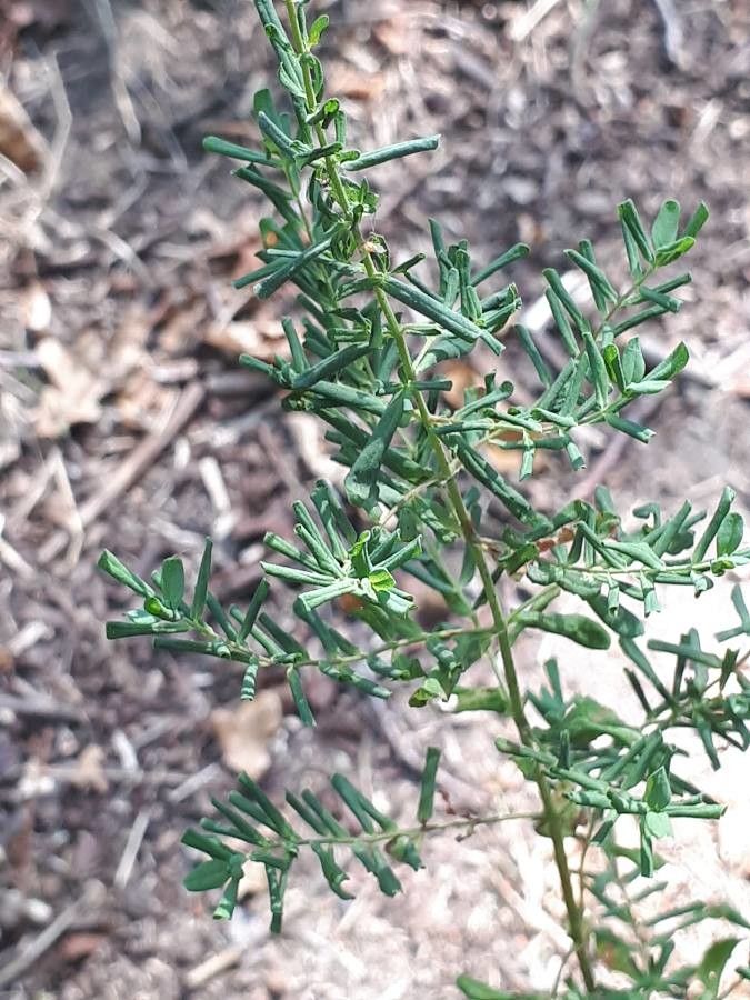 Genista triacanthos leaf