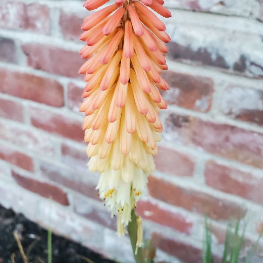 Kniphofia linearifolia leaf