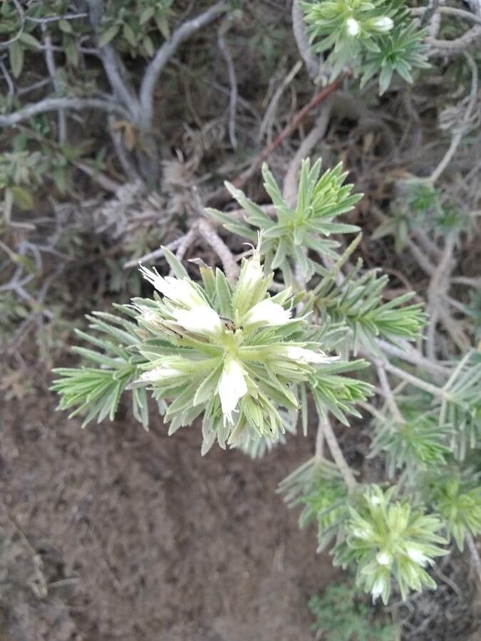 Echium aculeatum leaf