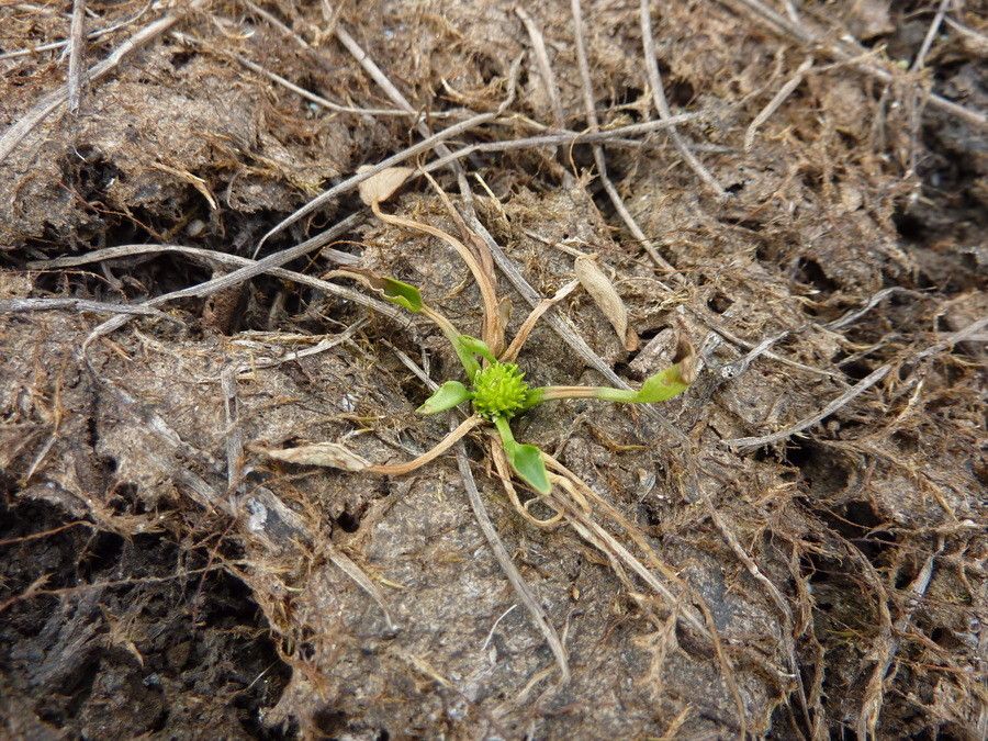 Ranunculus lateriflorus habit