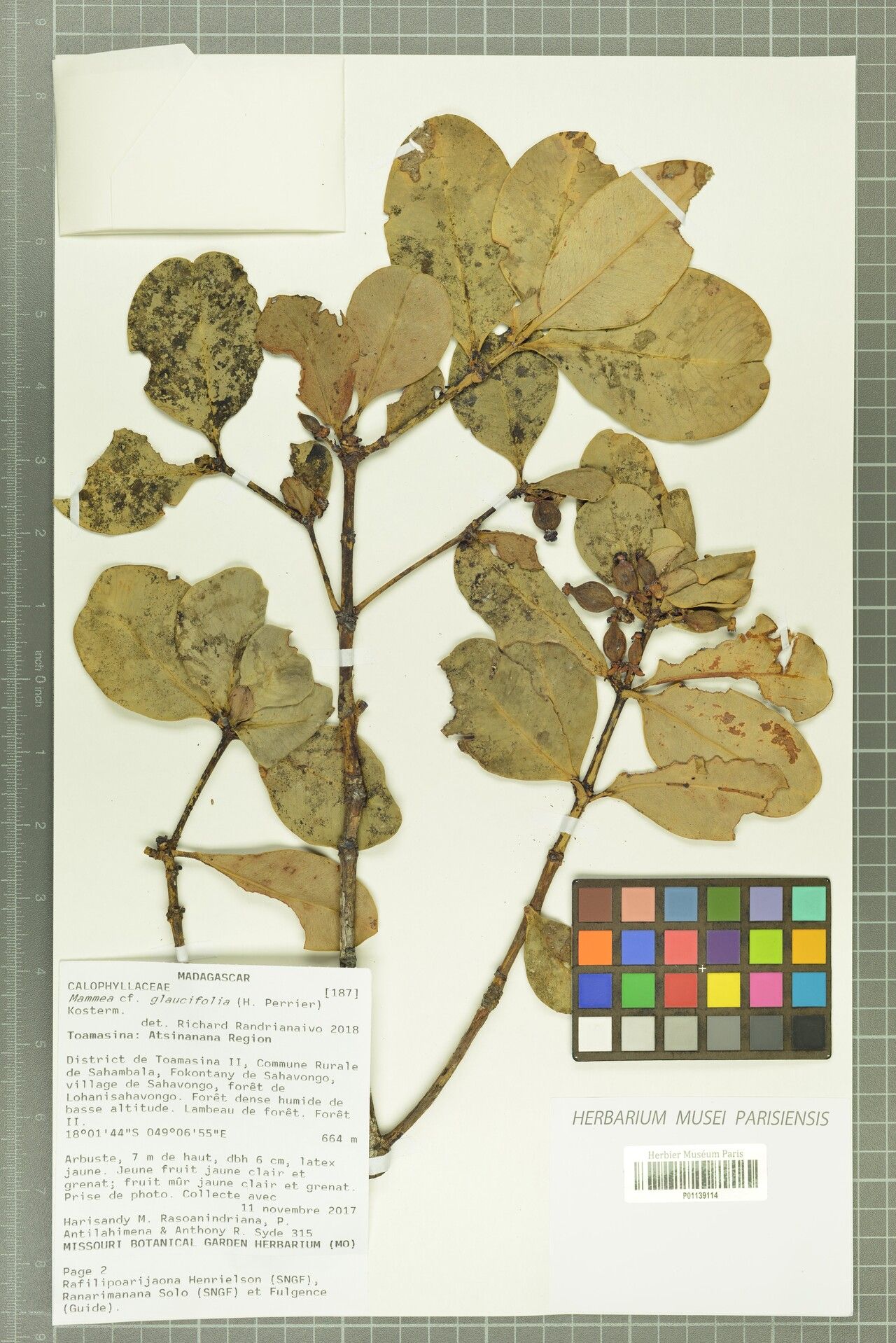 Mammea glaucifolia — search result for 'Mammea'