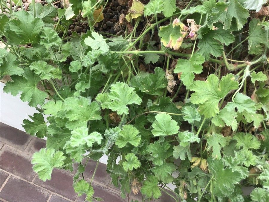 Pelargonium capitatum leaf