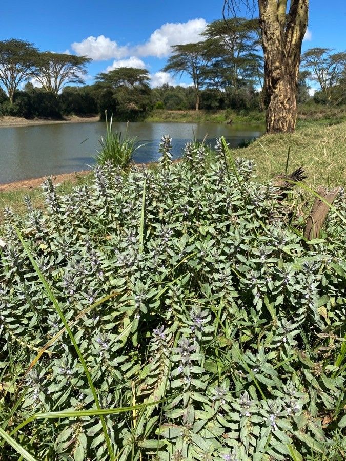 Ajuga integrifolia habit
