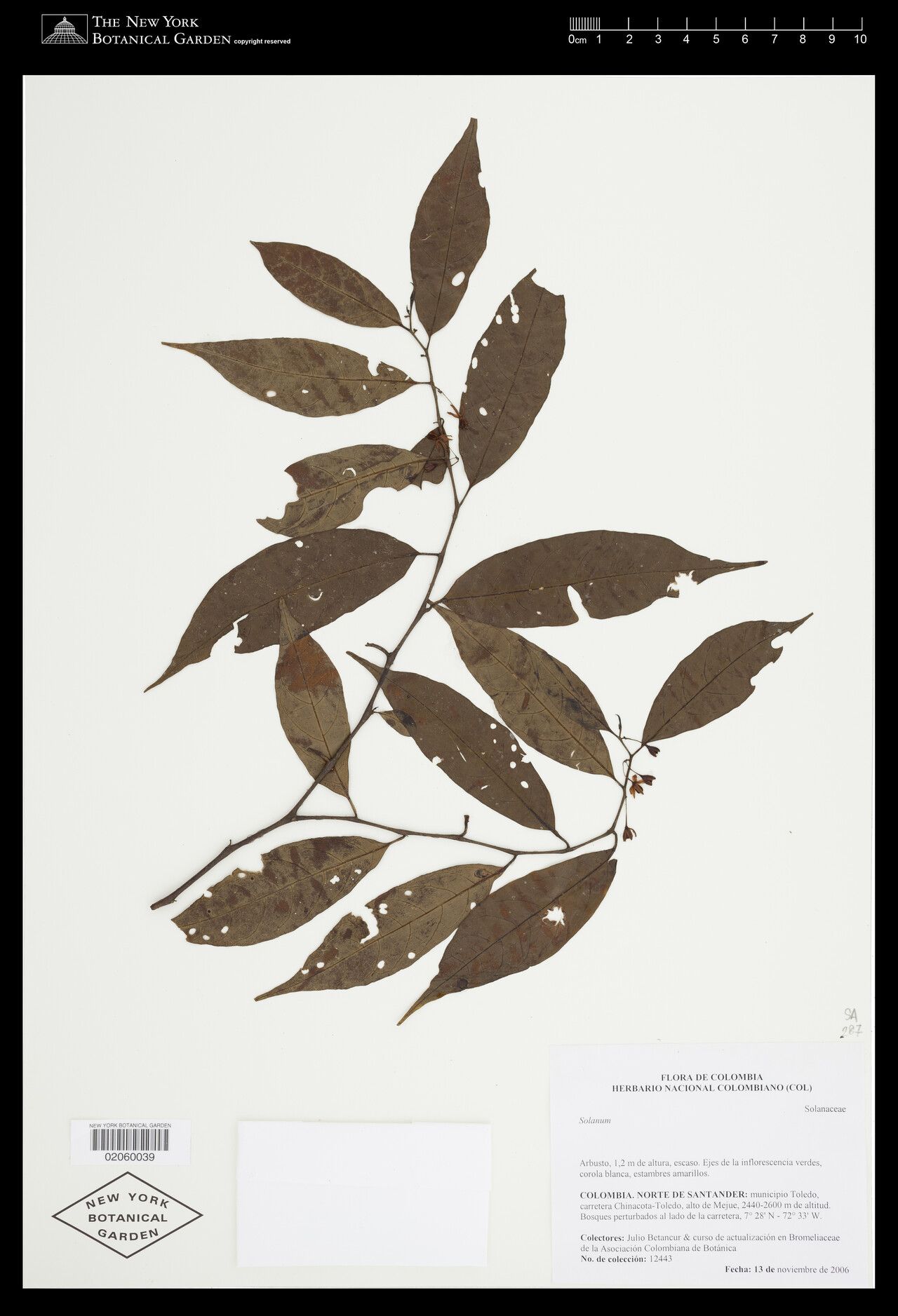 Solanum dissimile — houseplant care guide