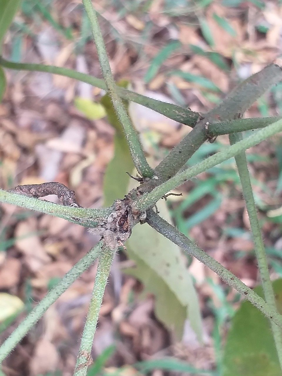 Abutilon longicuspe — search result for 'Abutilon'