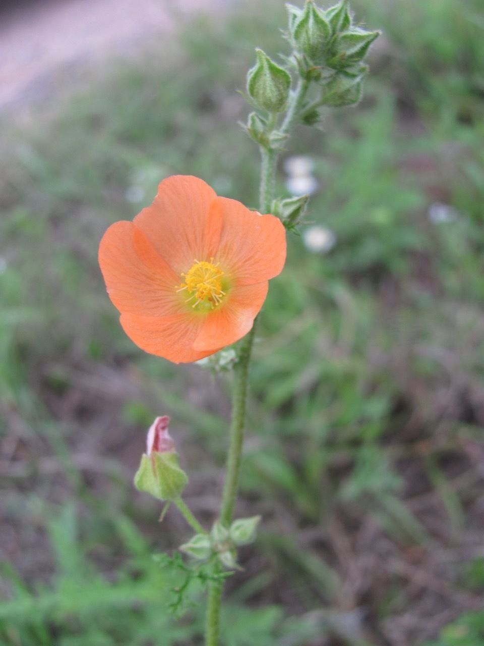Sphaeralcea pedatifida flower