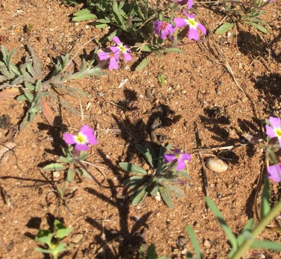 Malcolmia lacera — houseplant care guide