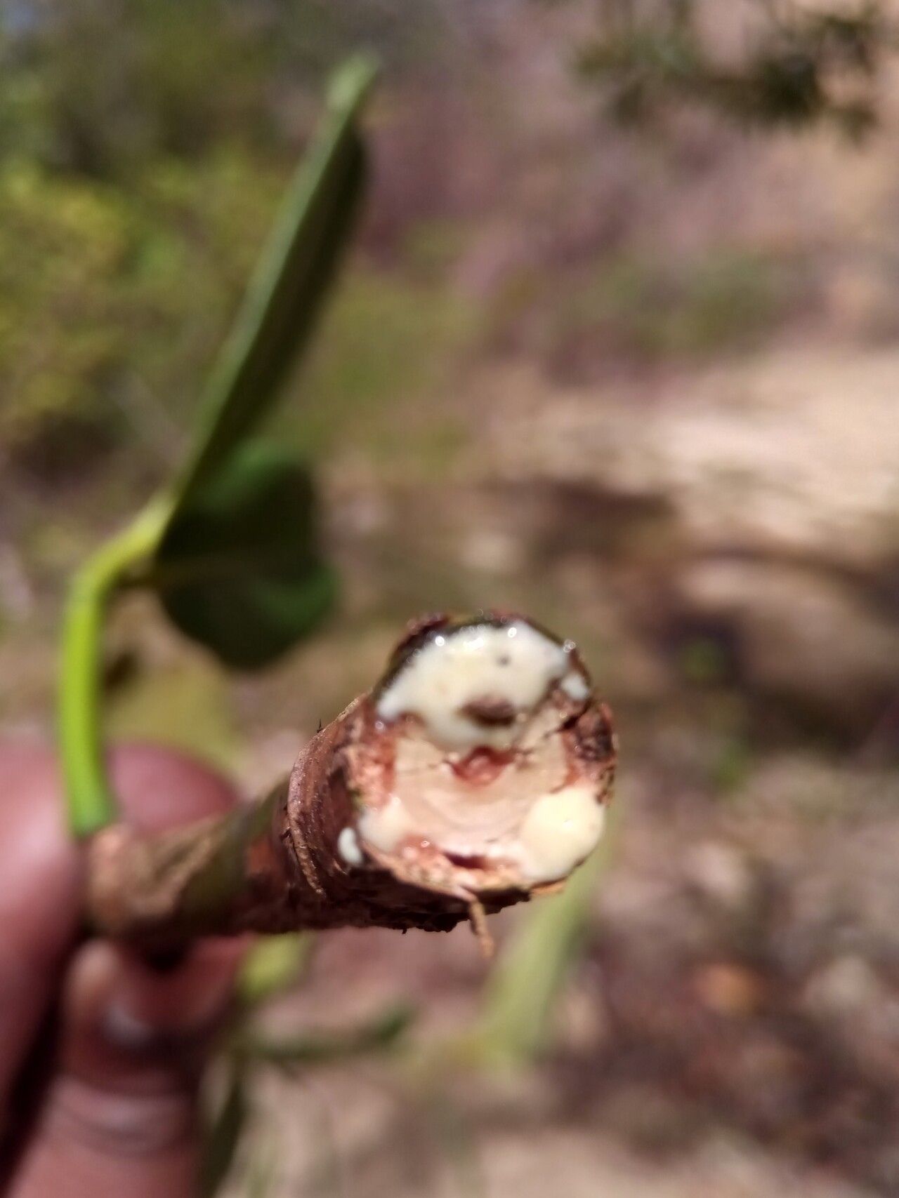 Garcinia pervillei bark