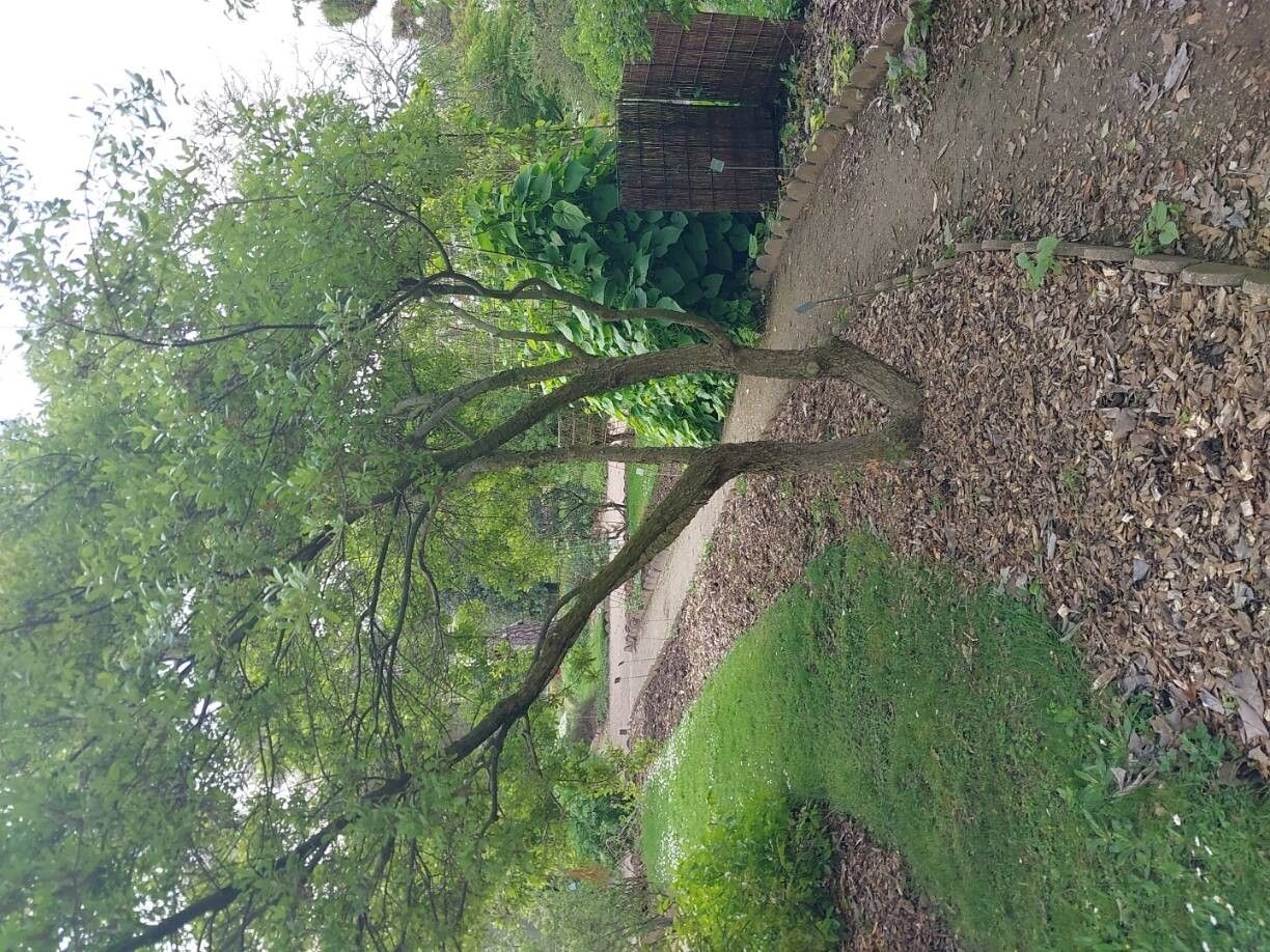 Quercus vaseyana habit