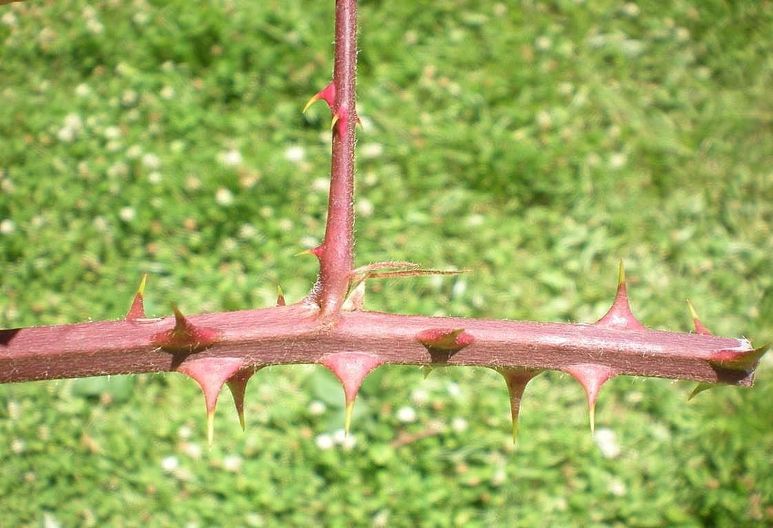 Rubus nemophilus bark