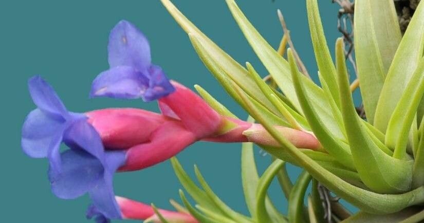 Tillandsia bella — houseplant care guide